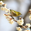 梅の花とメジロ⑥