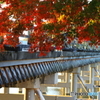 紅葉の下から