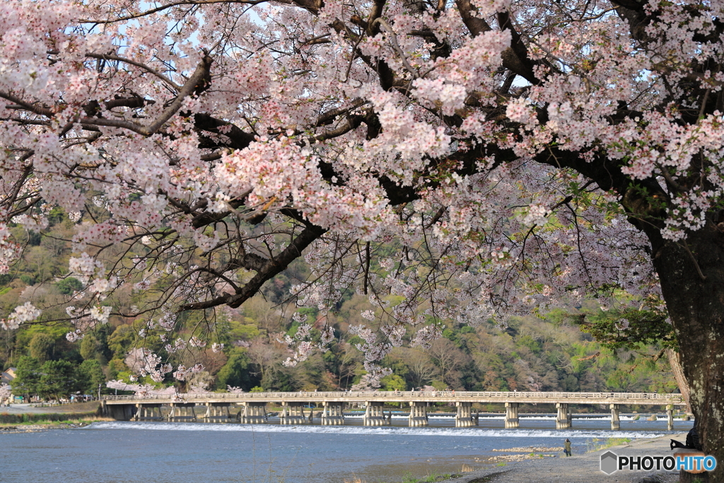 桜と渡月橋を眺める #1