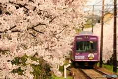 嵐電 桜のトンネル#2