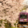 嵐電 桜のトンネル#2