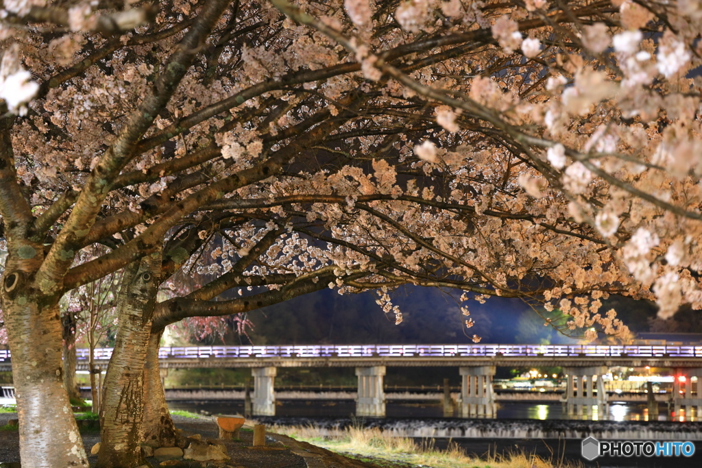 夜桜と渡月橋 #2
