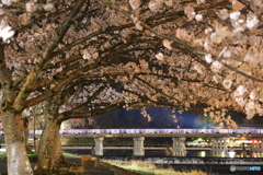 夜桜と渡月橋 #2