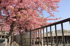 満開の河津桜と新しい三条大橋