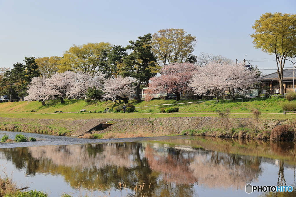 土手に咲く桜