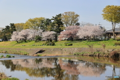 土手に咲く桜