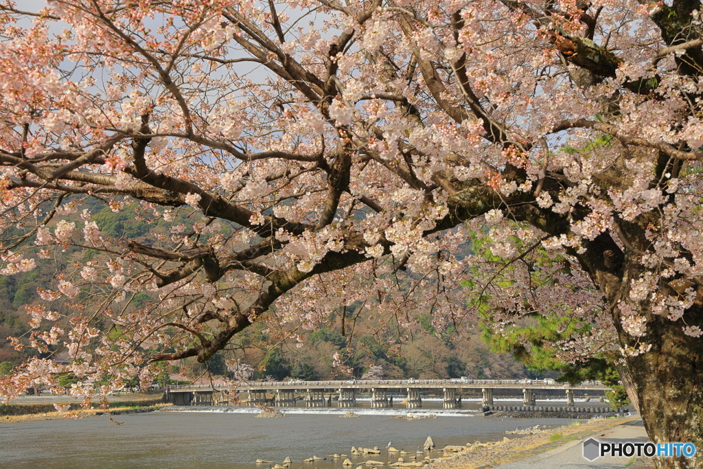 桜と渡月橋 #1