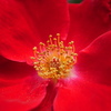 情熱の赤いバラ