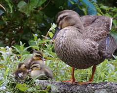 我が子を見つめる優しい目