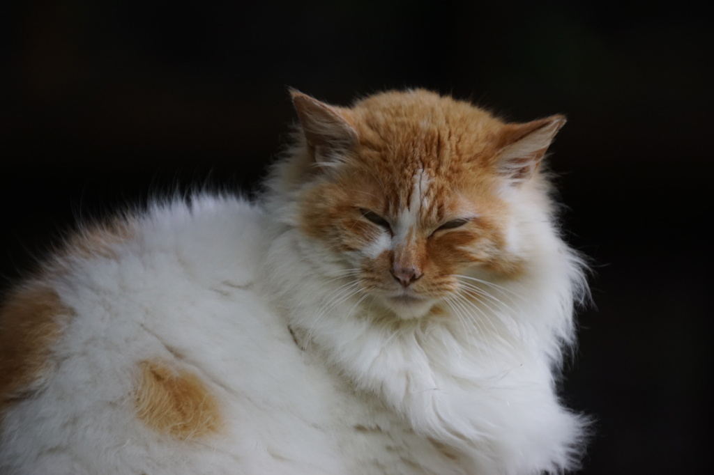 ライオンねこ