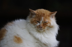 ライオンねこ