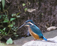 カワちゃん　幼鳥　低い位置で狙います