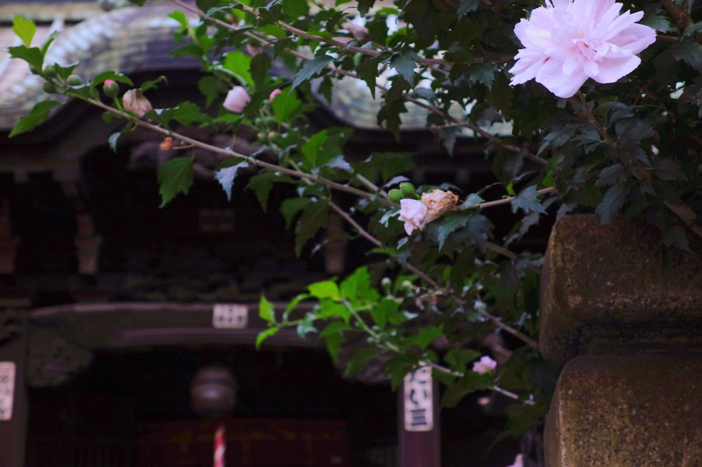 夏咲く花と神社