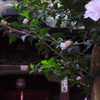 夏咲く花と神社