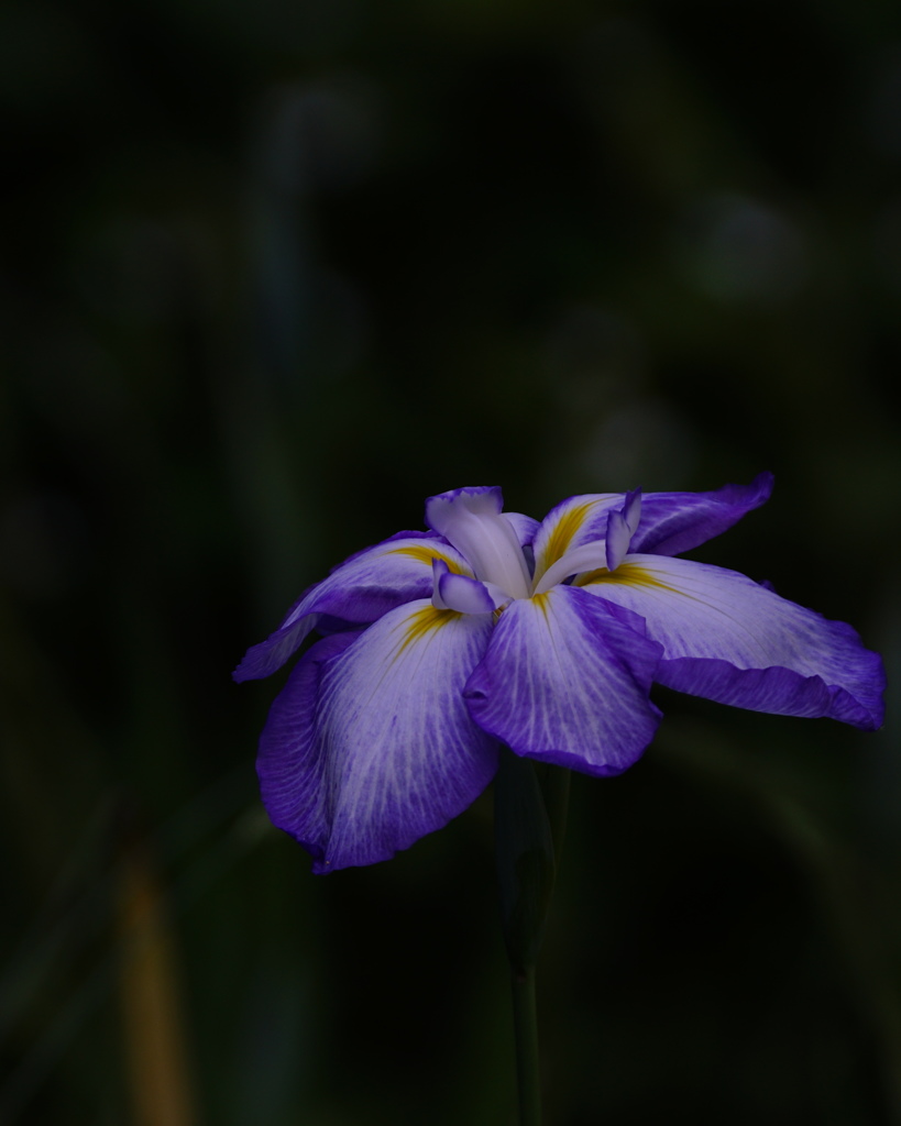 花菖蒲・三色