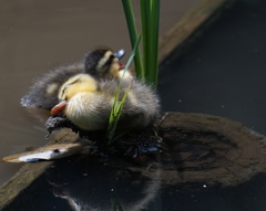 散歩中に居眠りⅡ