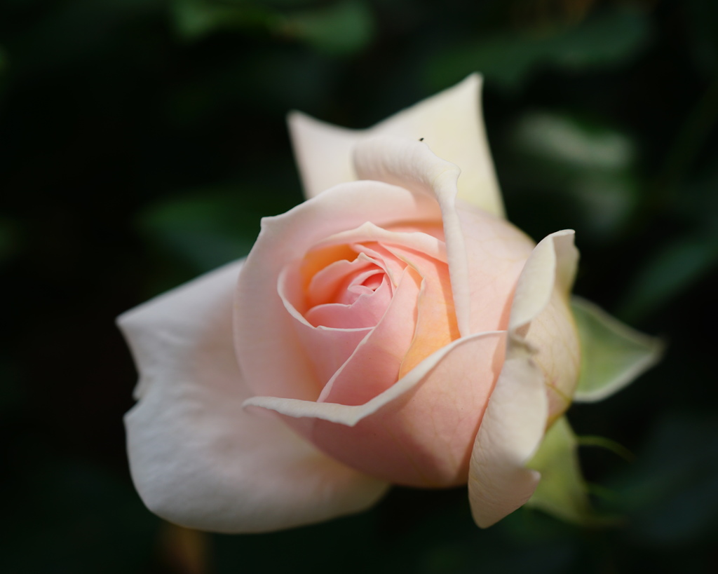 This is a rose.