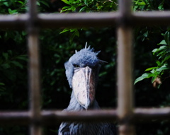 「にらめっこしようか？」