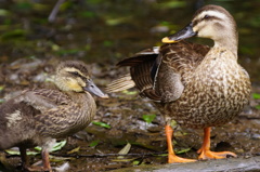 カモチャン　親子の記念写真