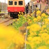 春の小湊鉄道