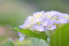 紫陽花