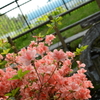 CSC_0242