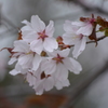 桜"2