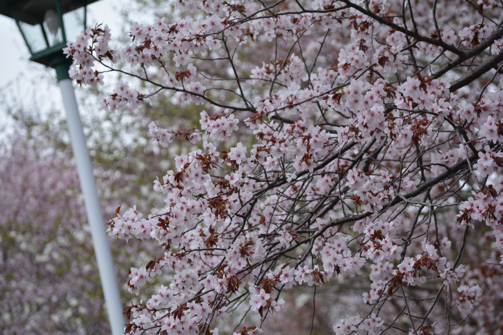 桜