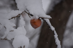 雪と柿