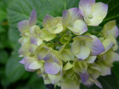 5月の紫陽花