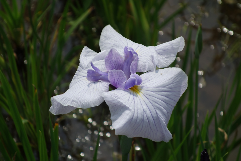 花菖蒲