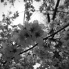 白黒の桜