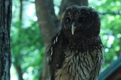 ひとときのパチクリ