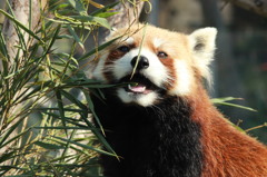 どんなものでも