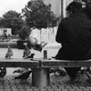 鳩、わし