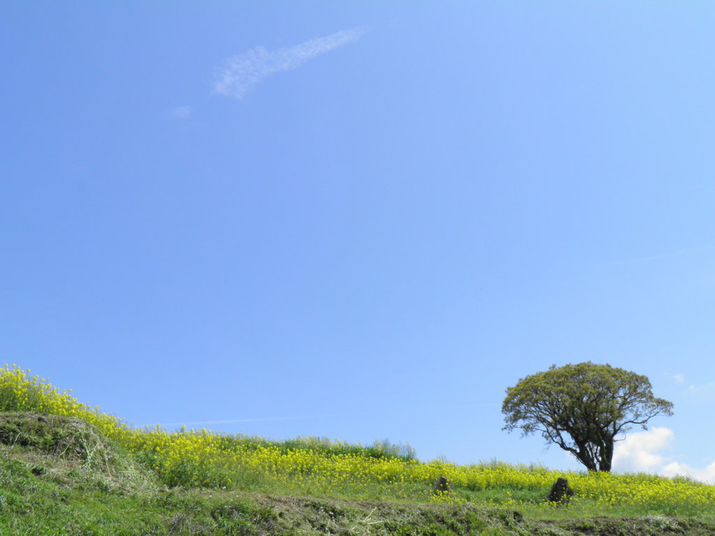 菜の花のある風景
