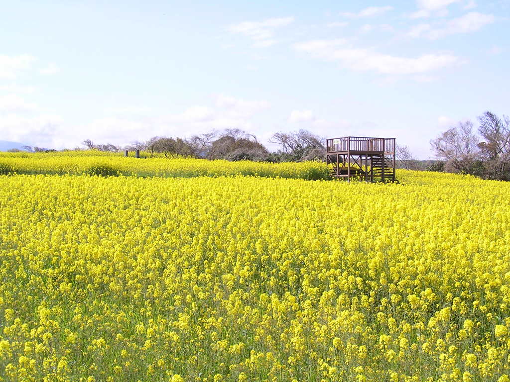 菜の花のある風景