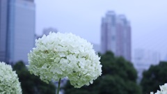 東京と紫陽花。