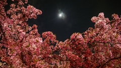 造幣局桜の通り抜け