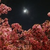 造幣局桜の通り抜け