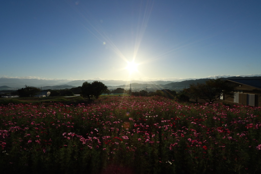 朝光秋桜