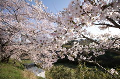桜咲く