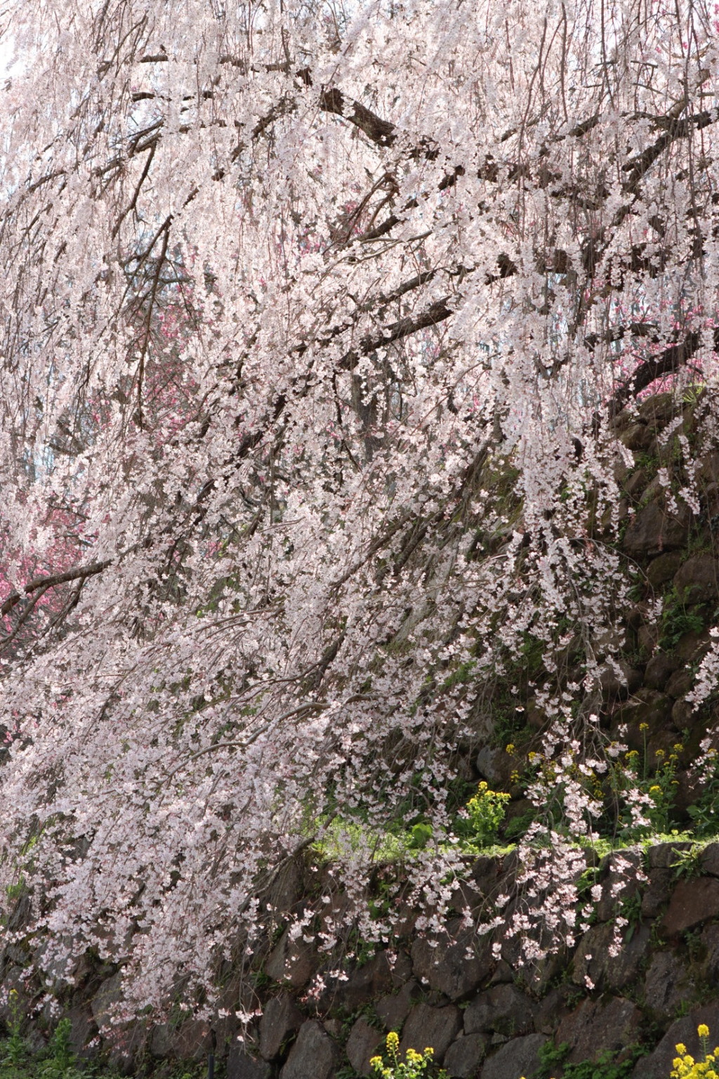 又兵衛桜（よく枝垂れてます）