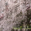 又兵衛桜（よく枝垂れてます）