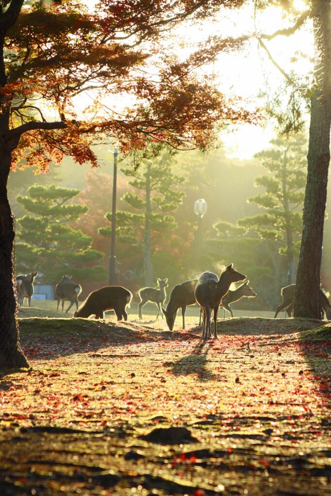 奈良公園　秋の朝