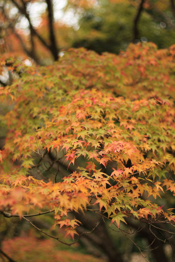 延命寺の紅葉 2