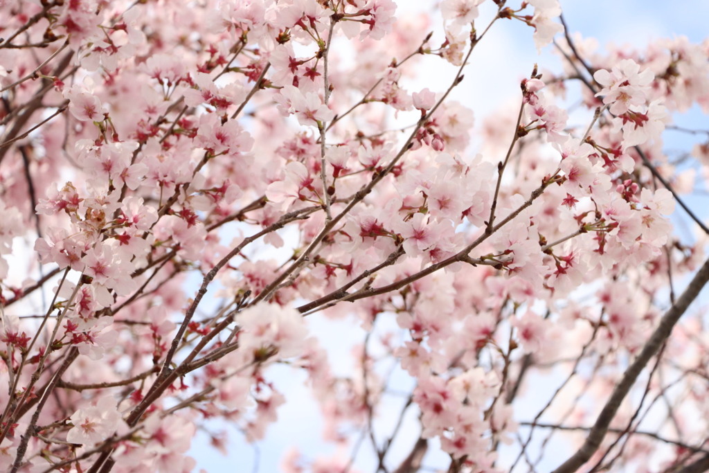 やっぱり桜いい〜♪