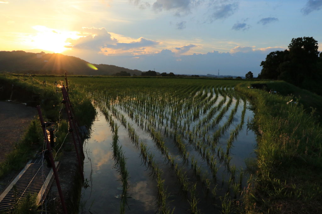 千早棚田の夕日