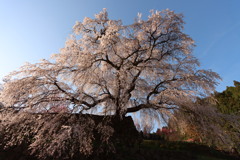 又兵衛桜（下から広角でえぐり込むようにVer）