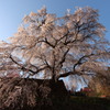 又兵衛桜（下から広角でえぐり込むようにVer）